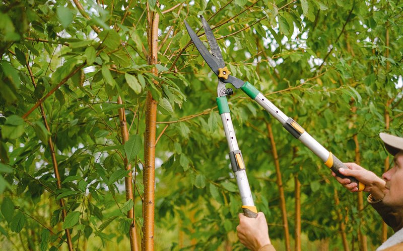 Tree trimming in Crosby, ND