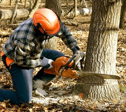 Tree Removal in Crosby, ND